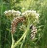 Melitaea didyma